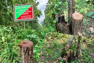 Poachers cut trees illegally in Balipara Reserve Forest