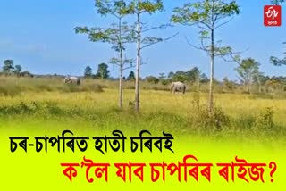 wild elephant menace in majuli