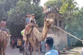 Camels Ride