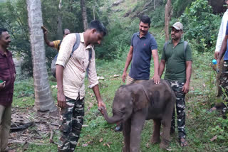 calf found in poor condition in Attapadi  calf found in poor condition  calf  baby elephant  അട്ടപ്പാടിയിൽ കാട്ടാനക്കുട്ടി അവശനിലയിൽ  കാട്ടാനക്കുട്ടി  കാട്ടാനക്കുട്ടിയെ ധോണിയിലേക്ക് മാറ്റി  വനമേഖലയിൽ അവശ നിലയിൽ കാട്ടാനക്കുട്ടി  A wild calf in the forest  wild elephant calf in Attapadi moved to Dhoni