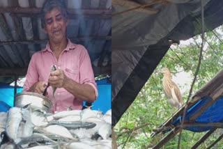 ismayil fish guest heron egret malappuram Oorkkadavu