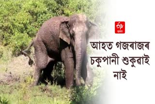 Rescued an Injured wild elephant in Nagaon