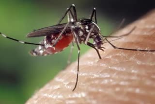 Malaria Death