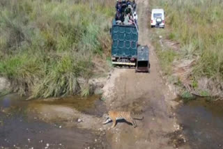 Tiger Released in Core Zone of Corbett
