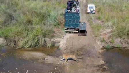 Tiger Released in Core Zone of Corbett