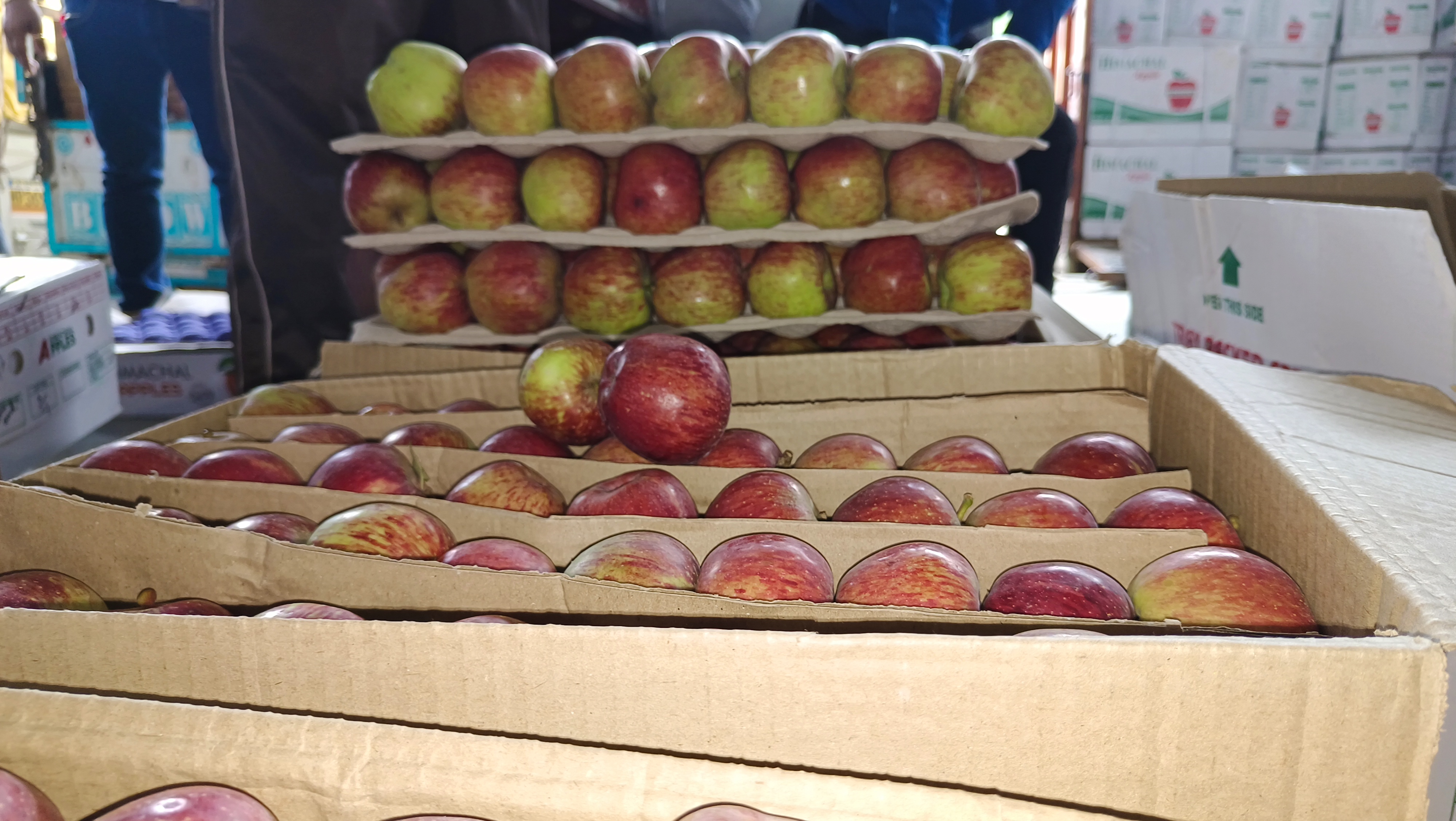 Solan Apple sales