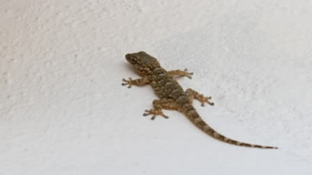 TIPS TO GET RID OF LIZARDS  HOW TO REMOVE LIZARD FROM HOME  പല്ലി ശല്ല്യം എങ്ങനെ ഒഴിവാക്കാം  how to avoid lizard