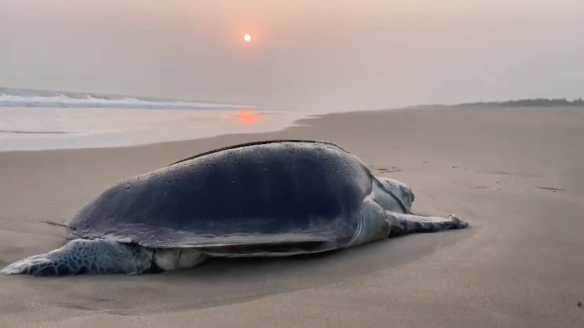 Odisha Imposes 7 Month Fishing Ban To Protect Olive Ridley Turtles During Nesting Season