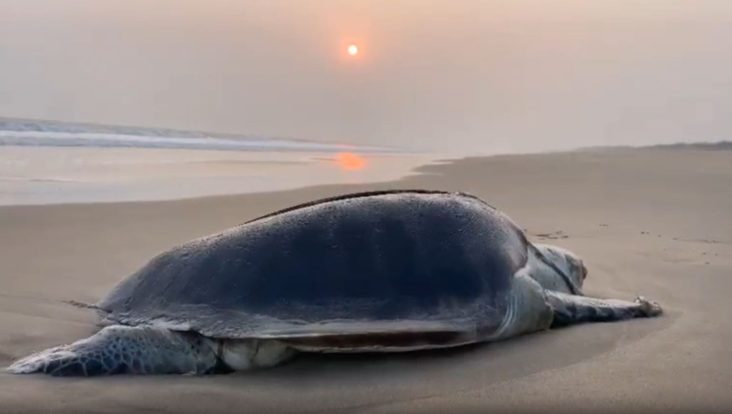 OLIVE RIDLEY TURTLE