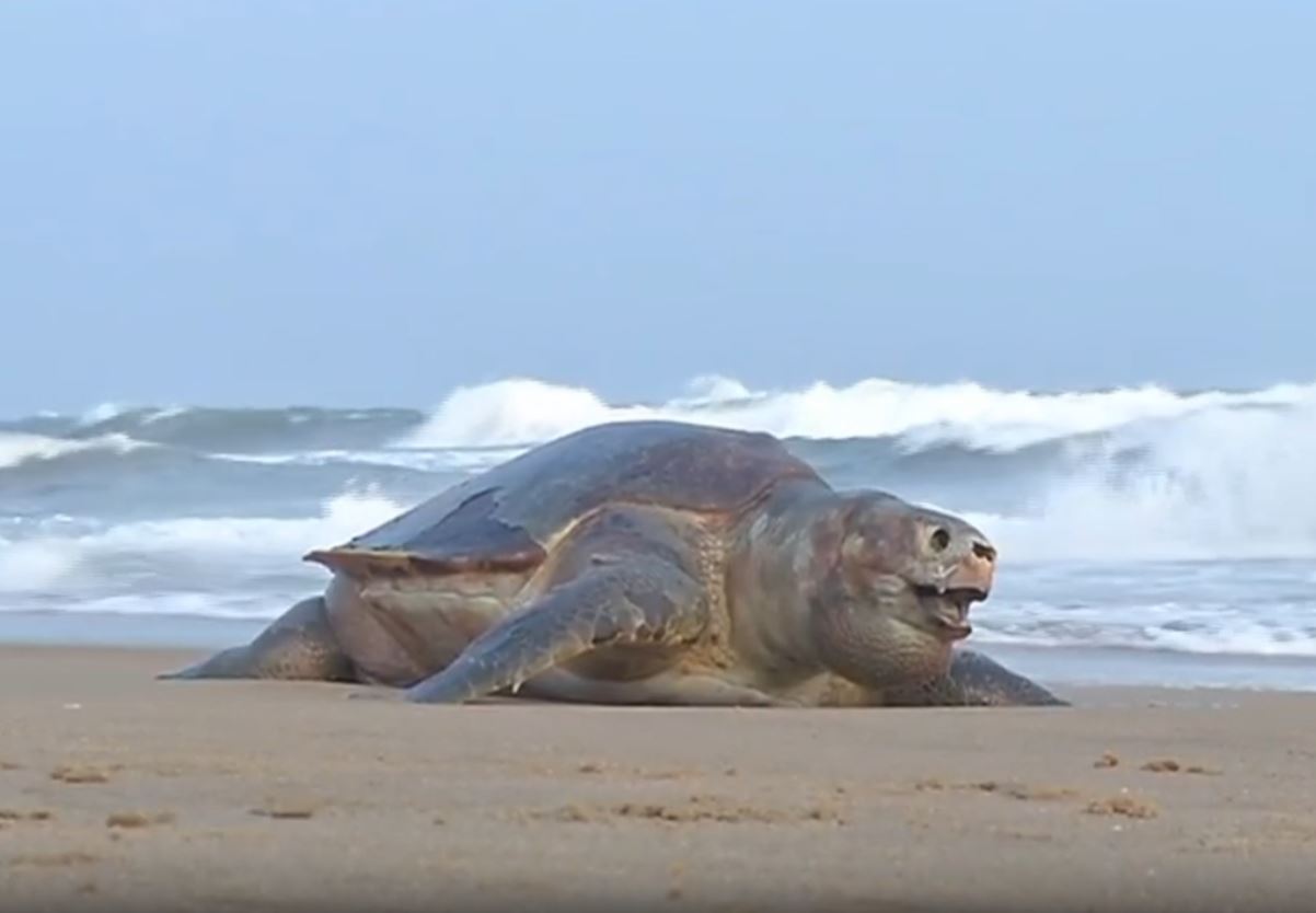 OLIVE RIDLEY TURTLE