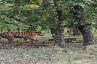 SIDHI SANJAY TIGER RESERVE AREA