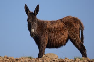 SATNA DONKEY FAIR