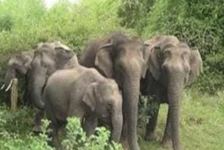 HERD OF ELEPHANTS DEPARTED