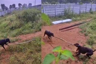 Dogs Killed Poisonous Snake