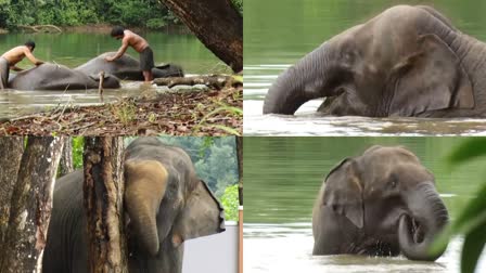 ELEPHANT REHABILITATION CENTER  കാപ്പുകാട് ആന പുനരധിവാസ കേന്ദ്രം  ആന പുനരധിവാസ കേന്ദ്രം  REHABILITATION CENTER OF ELEPHANT