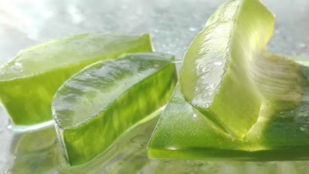 ALOE VERA BENEFITS