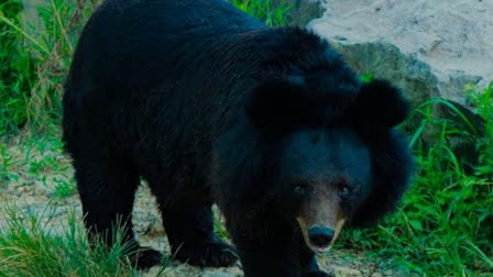 BEAR ATTACK IN MANENDRAGARH