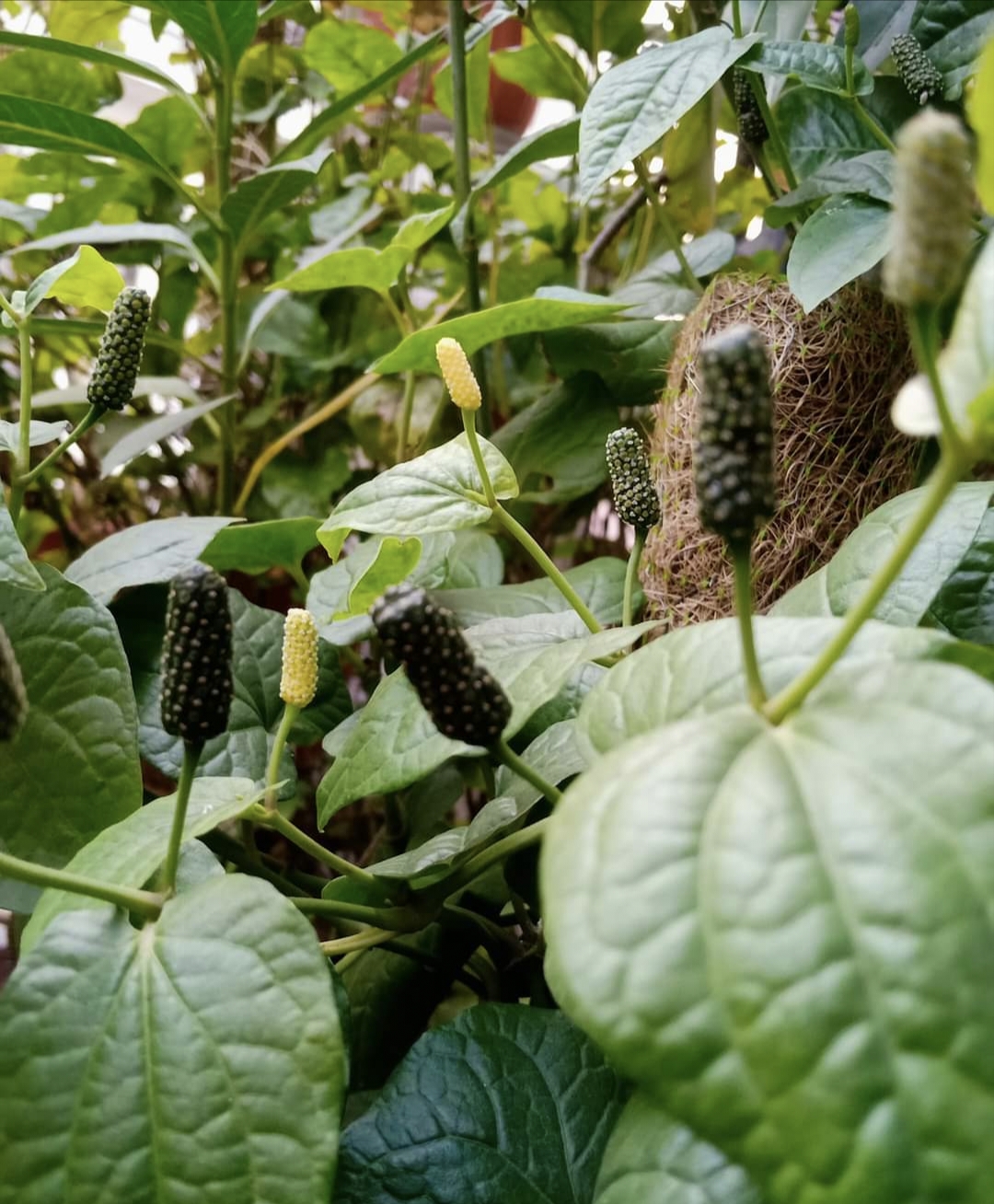 long pepper farming