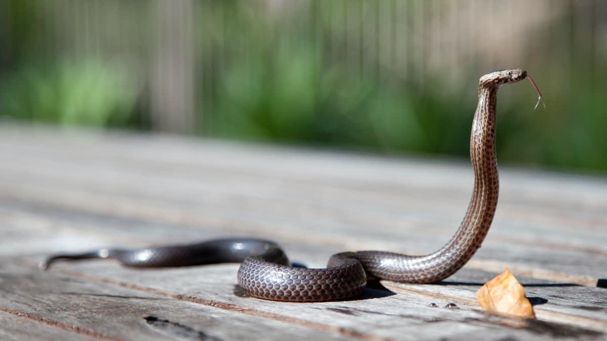 Man Bitten By Snake In Chhindwara