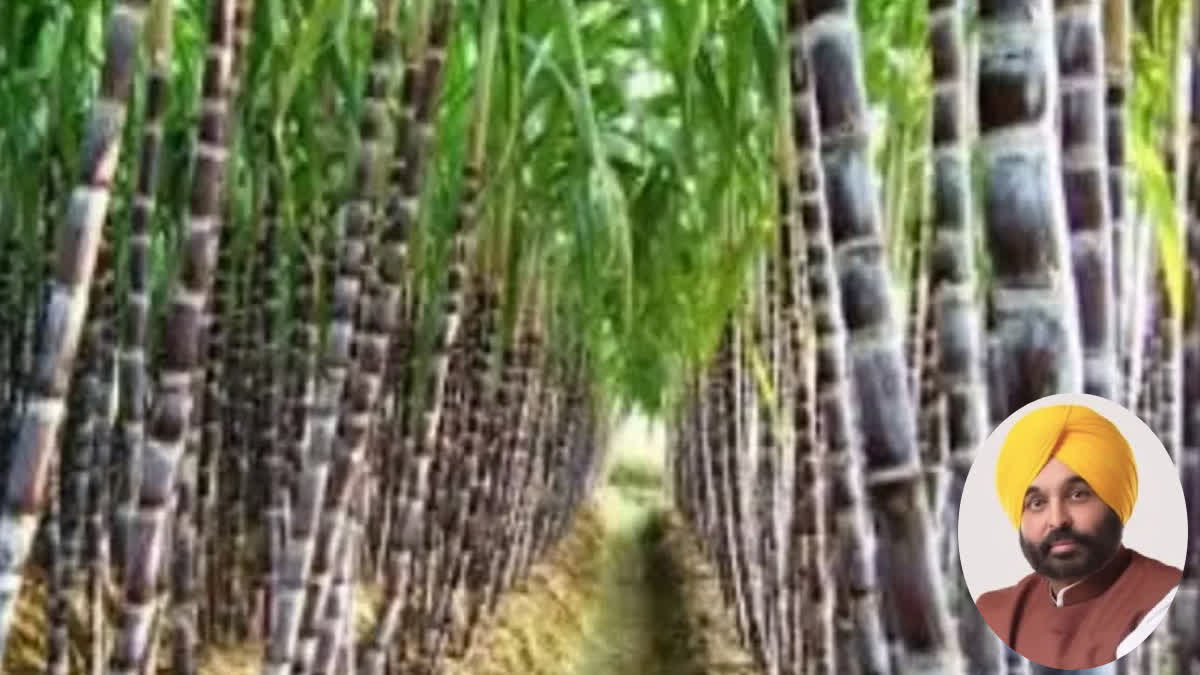 Punjab CM hikes sugarcane price by Rs 11 per quintal to Rs 391, says new rate is highest in country