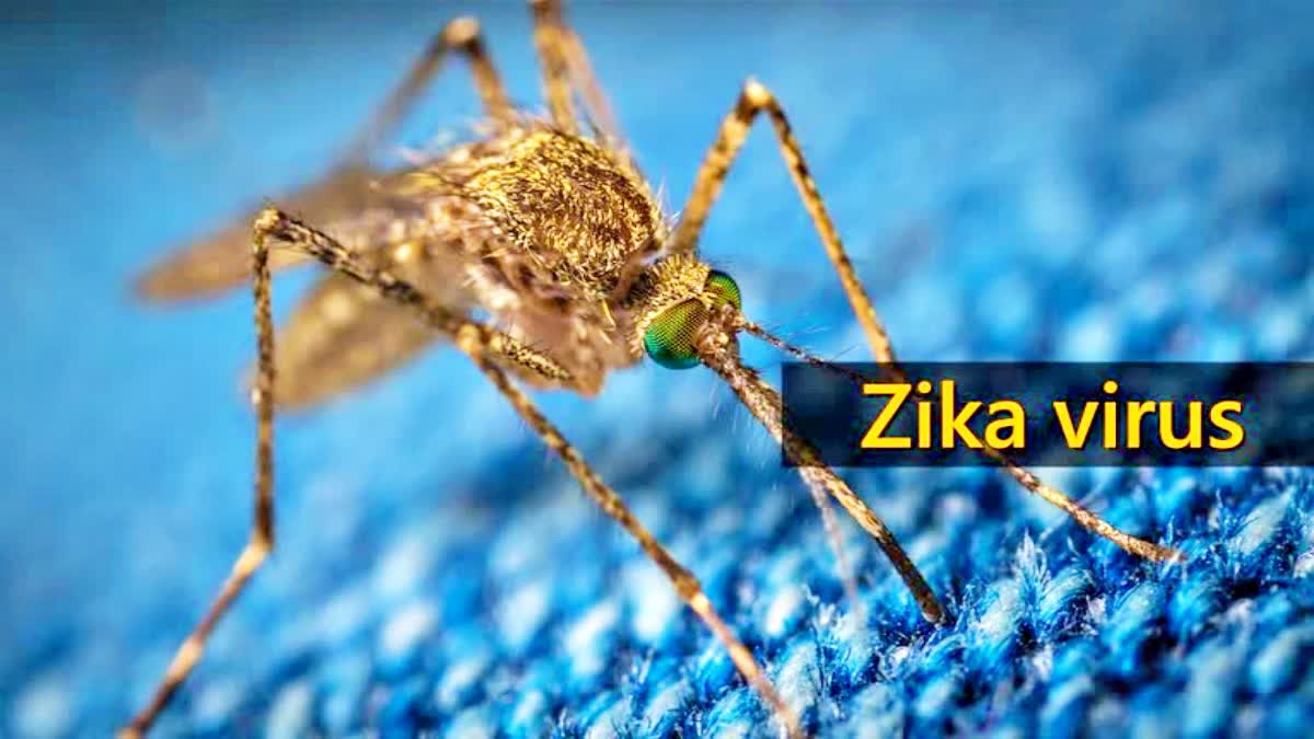 New needle-free vaccine patch to protect against Zika virus