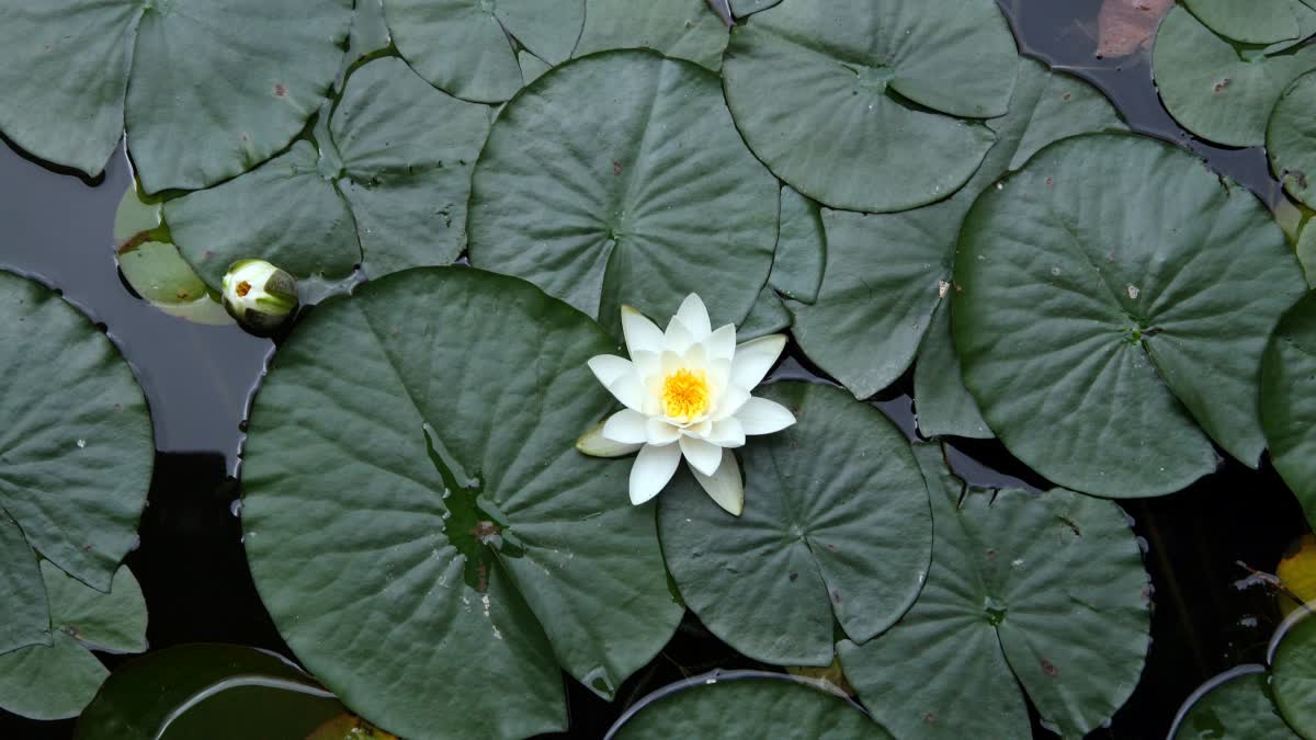 Water lily