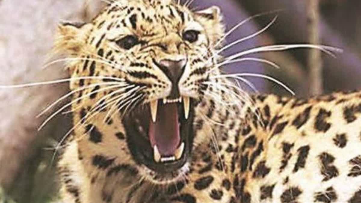 Panther found dead in Shahabad