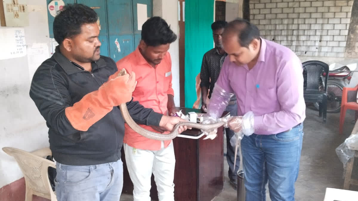 Forest department team saved the life of cobra