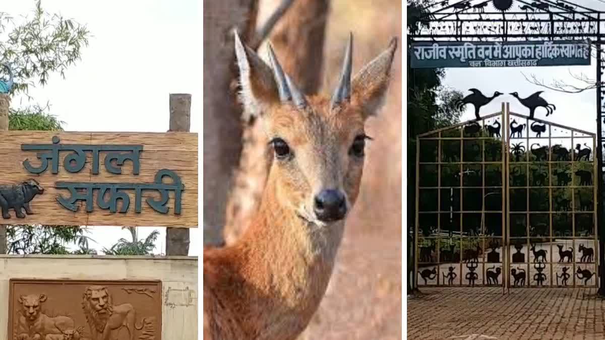 horned antelopes dead in Nandanvan Of Raipur