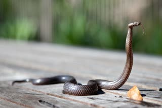 Man Bitten By Snake In Chhindwara