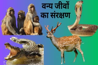 Jabalpur first position in wild animal rescue