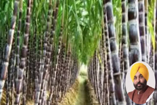 Punjab CM hikes sugarcane price by Rs 11 per quintal to Rs 391, says new rate is highest in country
