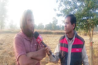 Balaghat news Heavy damage paddy crop