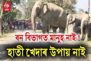 wild elephant in golaghat rat