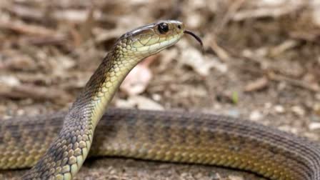 Etv Bharatkerala-based-mbbs-student-dies-after-being-bitten-by-snake-in-tumakuru