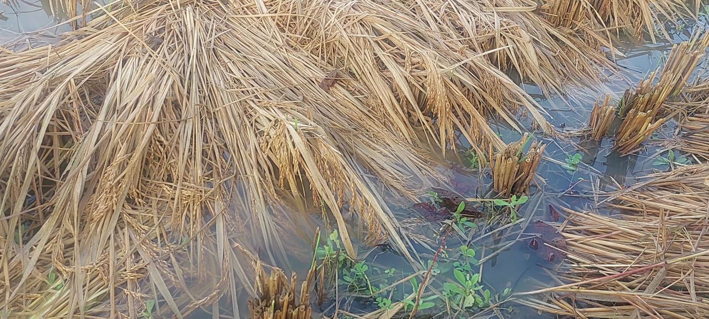 Balaghat news Heavy damage paddy crop