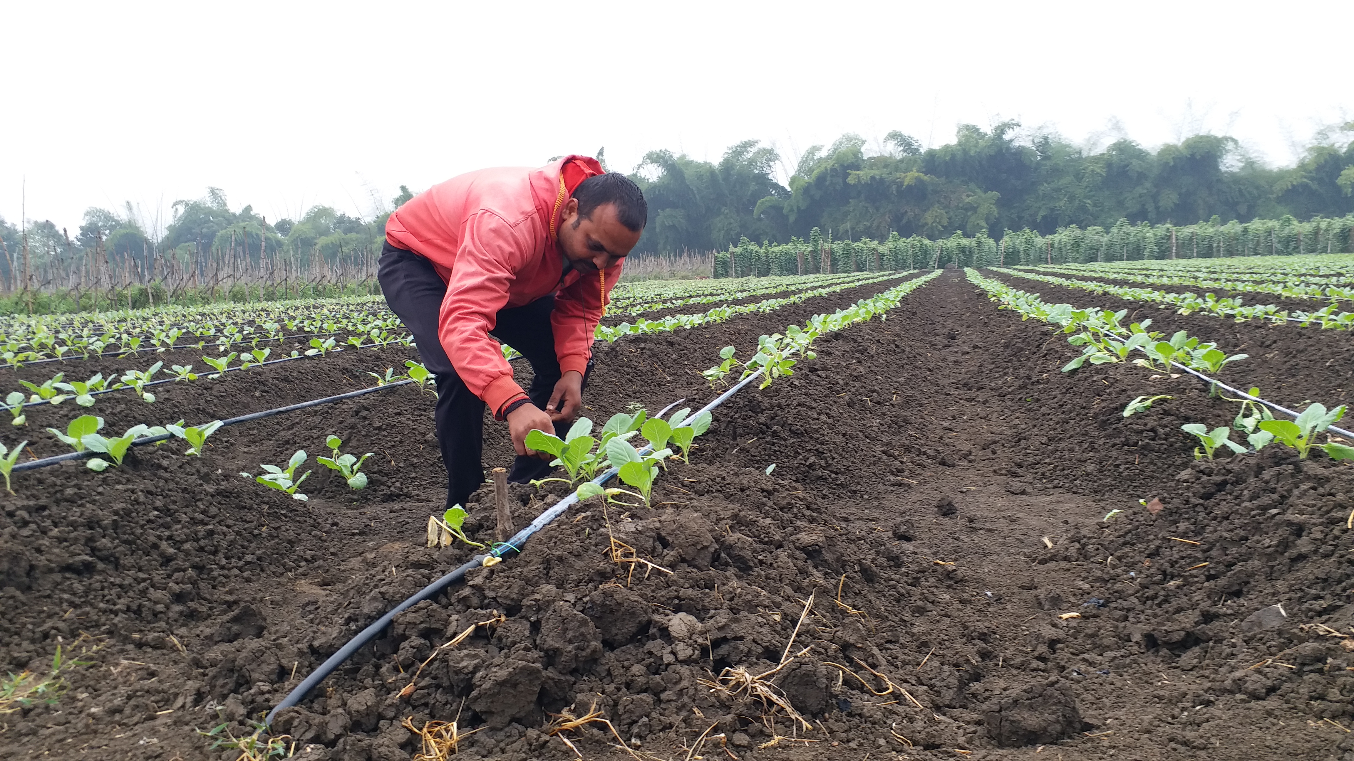 Shahdol news Farming become business of profit