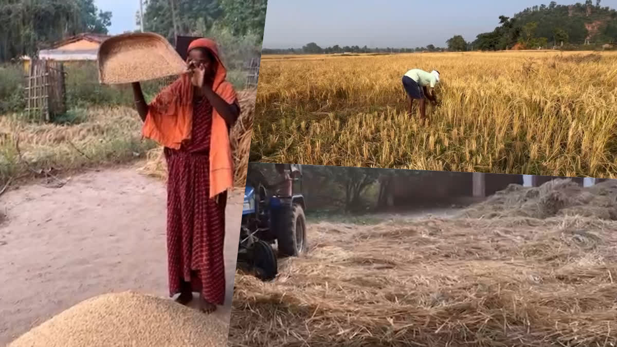 good-yield-of-paddy-expectation-right-price-from-government-in-latehar