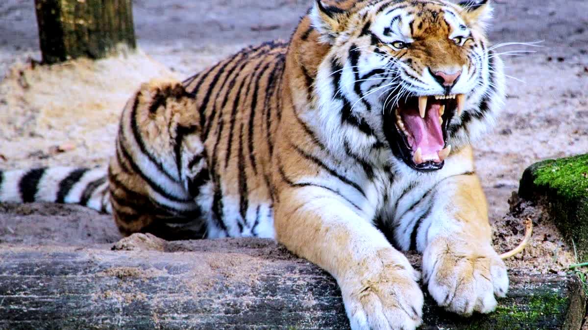 TIGER ATTACKS IN ADILABAD