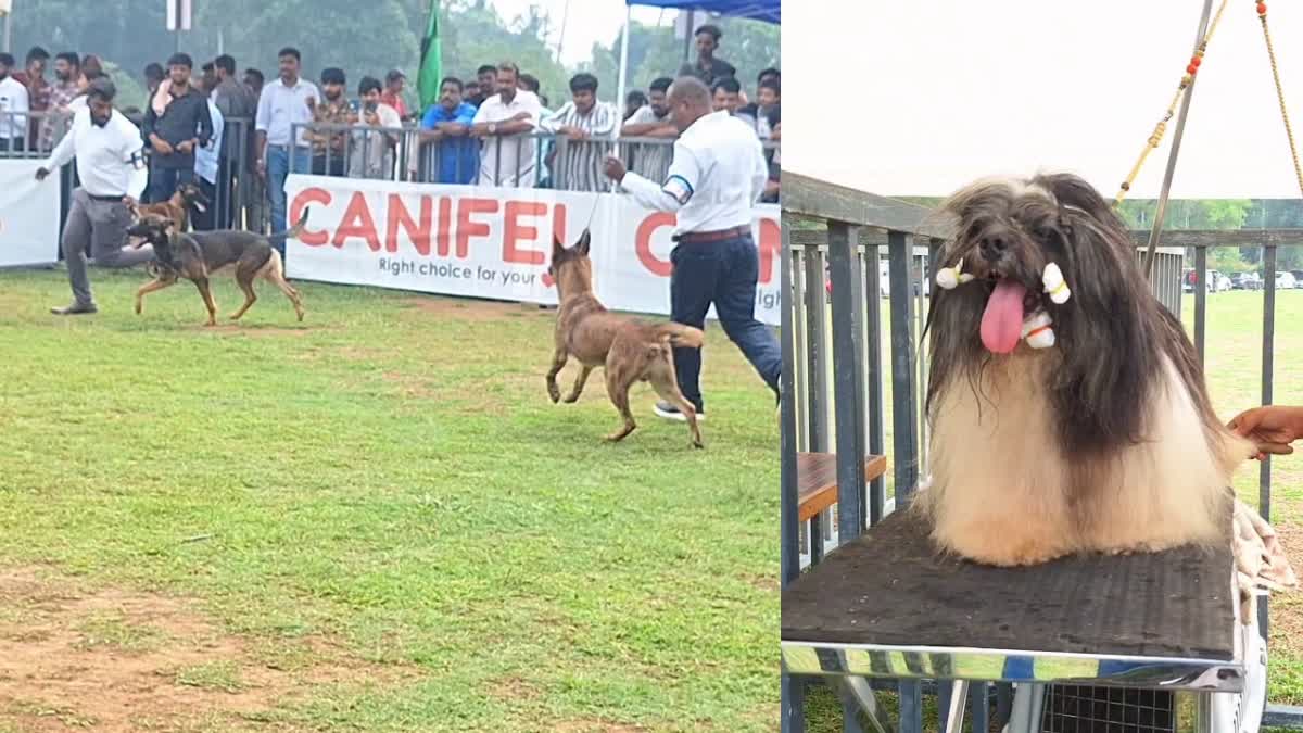 DOG SHOW  കോഴിക്കോട് ശ്വാന പ്രദർശനം  കെന്നൽ ക്ലബ്ബ് ശ്വാന പ്രദര്‍ശനം