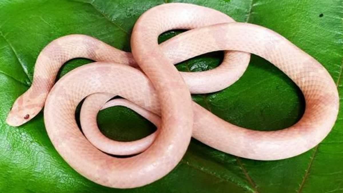 Albino Kukri Snake Found in Howrah