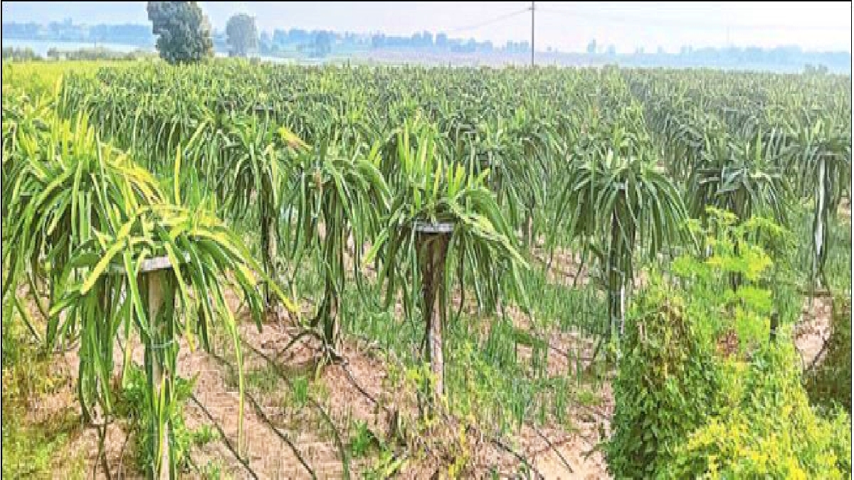 Farmers Grow Different Kinds of Crops in One Season and Earning Profits