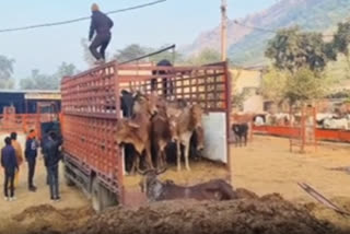 Cow smuggling in Alwar