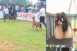 DOG SHOW  കോഴിക്കോട് ശ്വാന പ്രദർശനം  കെന്നൽ ക്ലബ്ബ് ശ്വാന പ്രദര്‍ശനം