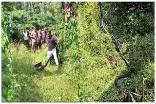 king-cobra-rescued-and-released-in-forest-at-kalasa