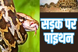 ROCK PYTHON SEEN IN KOTA