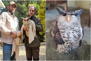 SPOT BELLIED EAGLE OWL