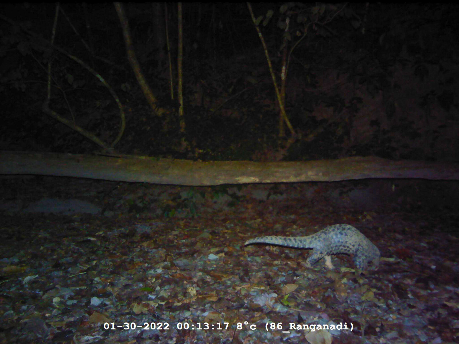 Endangered Chinese Pangolin have been detected in Raimana National Park