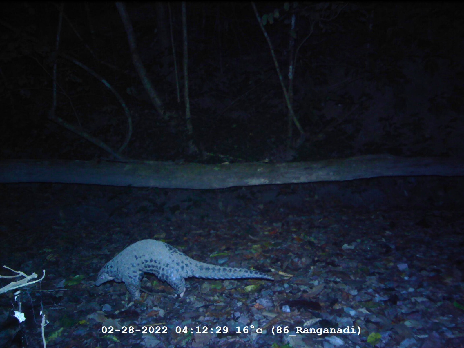 Endangered Chinese Pangolin have been detected in Raimana National Park