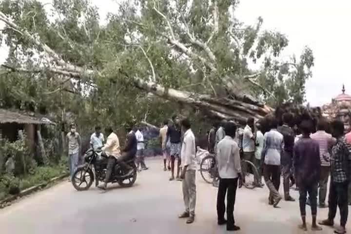 OLD BANYAN TREE FELL